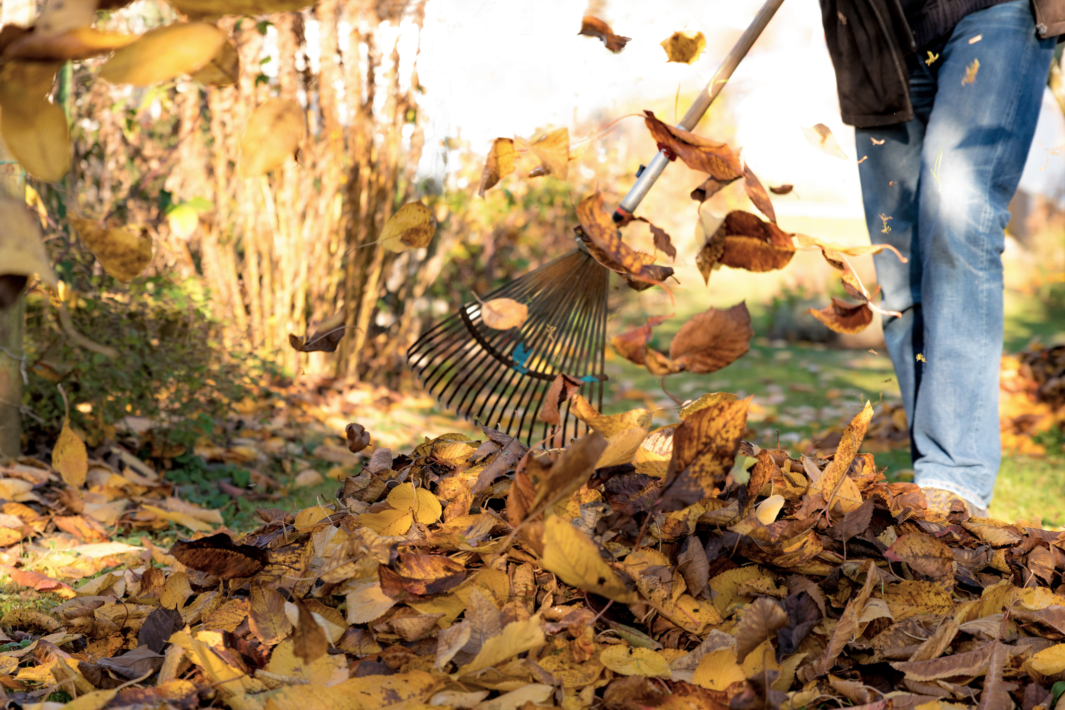 This Fall, Go Easy on the Lawn and Garden Cleanup | LCA